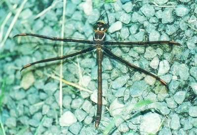 Austroaeschna subapicalis